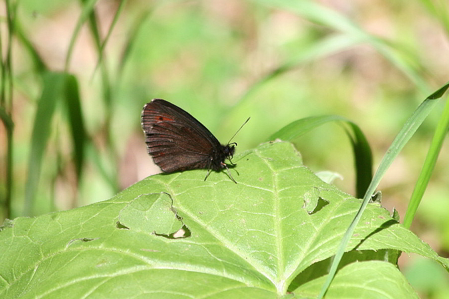 determinazione erebia